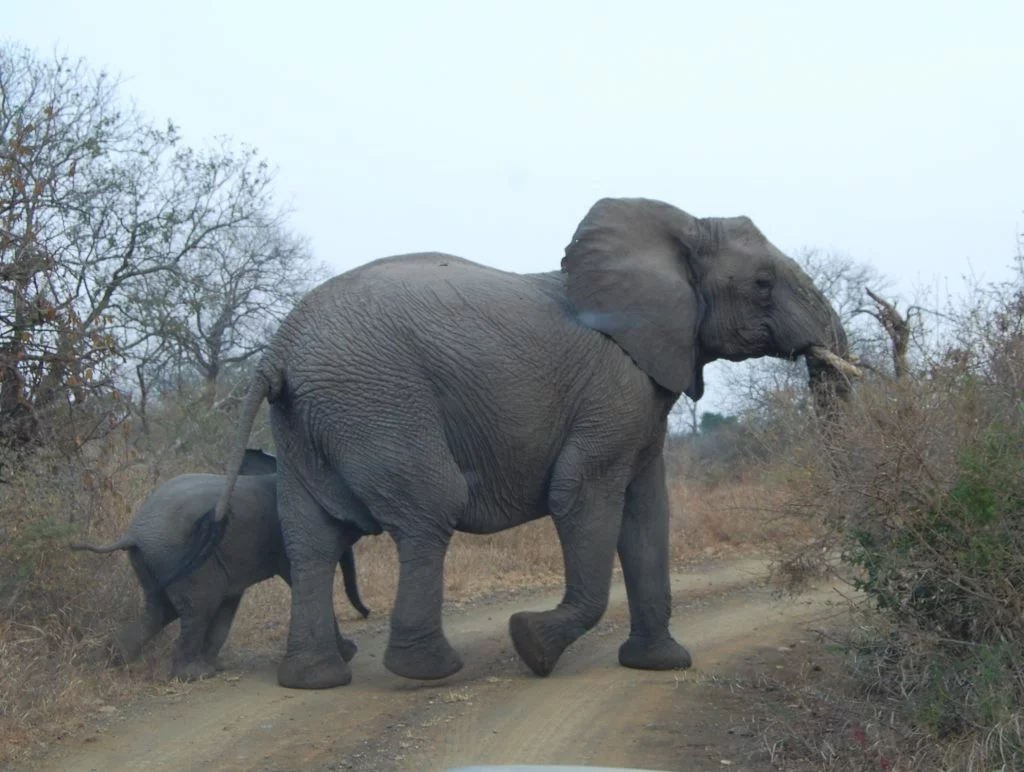 Aggressive Elephant Photo Hluhluwe Imfolozi Park