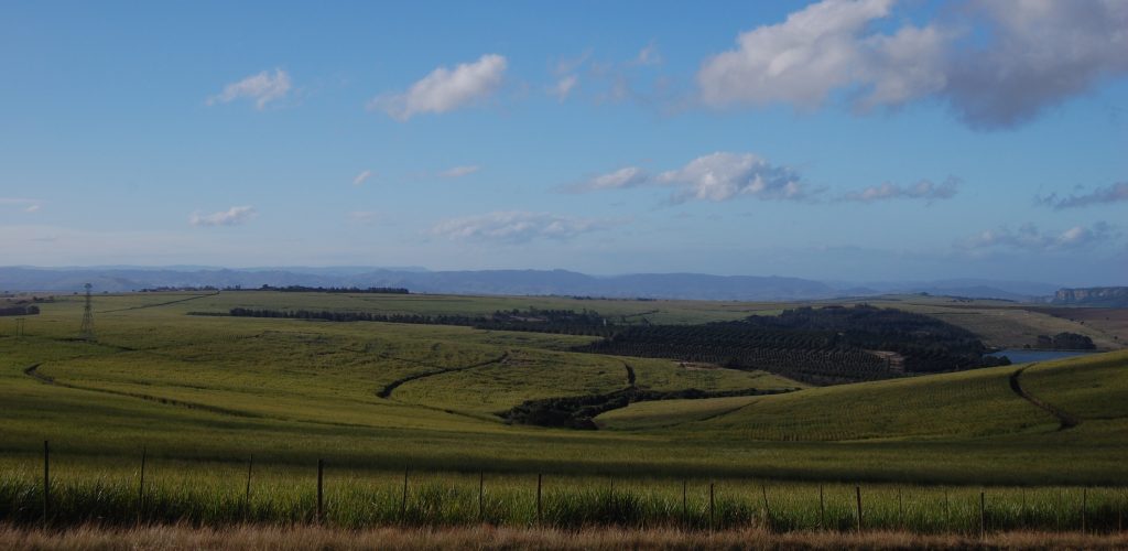 photo sugar cane fields in KwaZulu-Natal