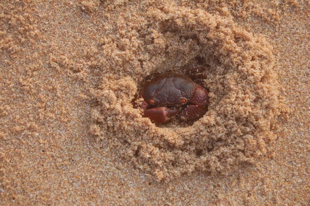 crab burrows in the sand on zinkwazi beach