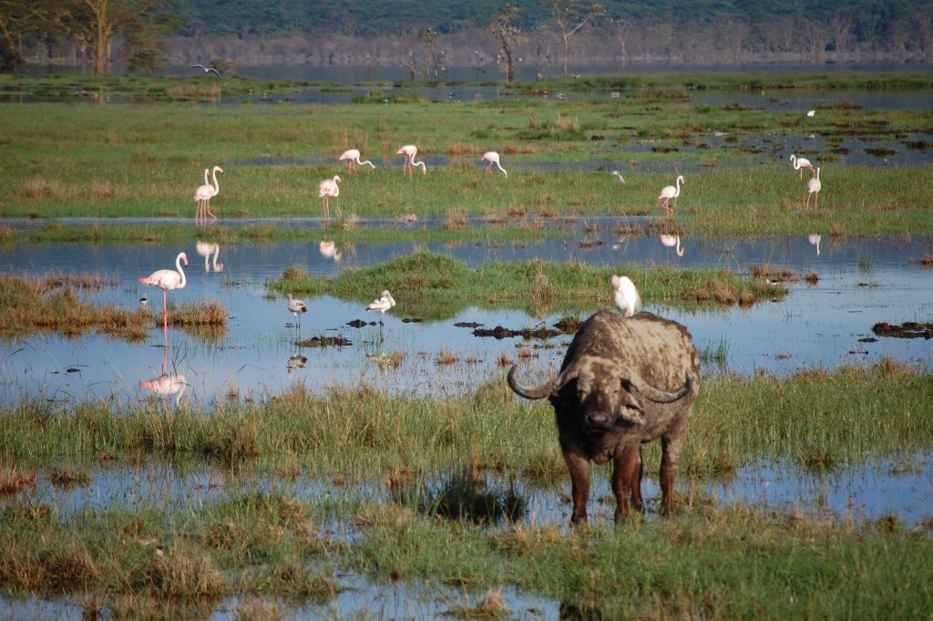 African Buffalo and Flamingos Lake Nakuru National Park Safari