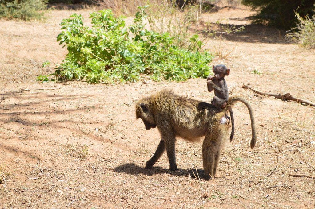 Baboon family Samburu National reserve