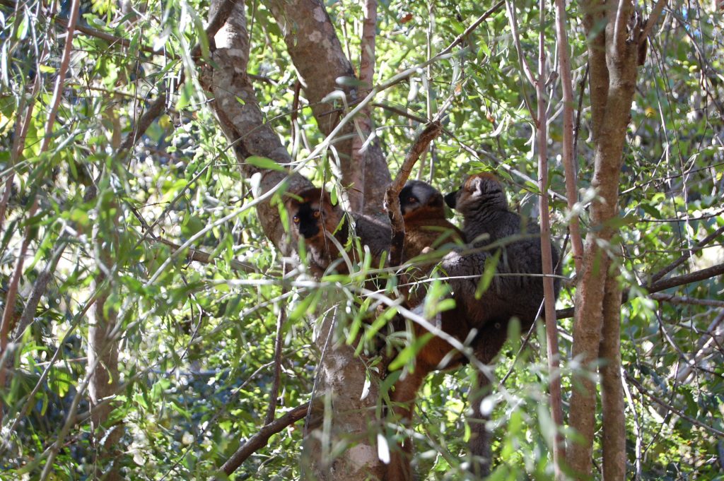 brown lemurs Maky Canyon