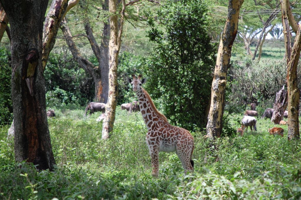 Giraffe Lake Naivasha