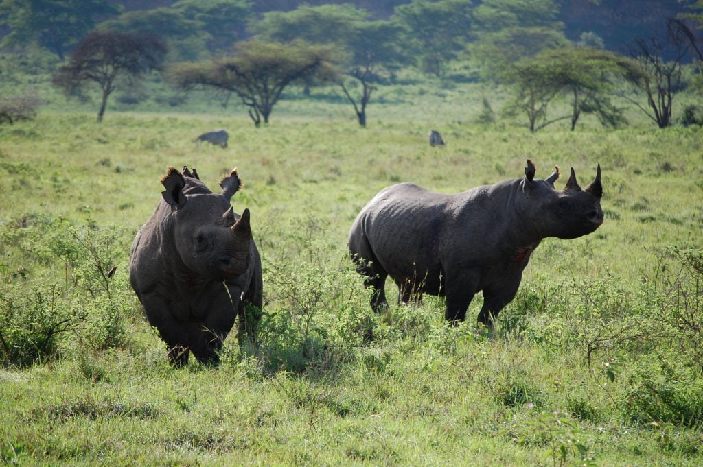 Two Black Rhinos Lake Nakuru National Park Safari