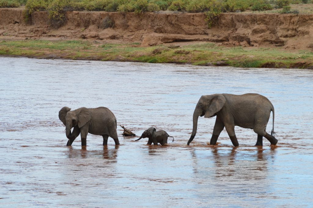 elephant calf Samburu National Reserve