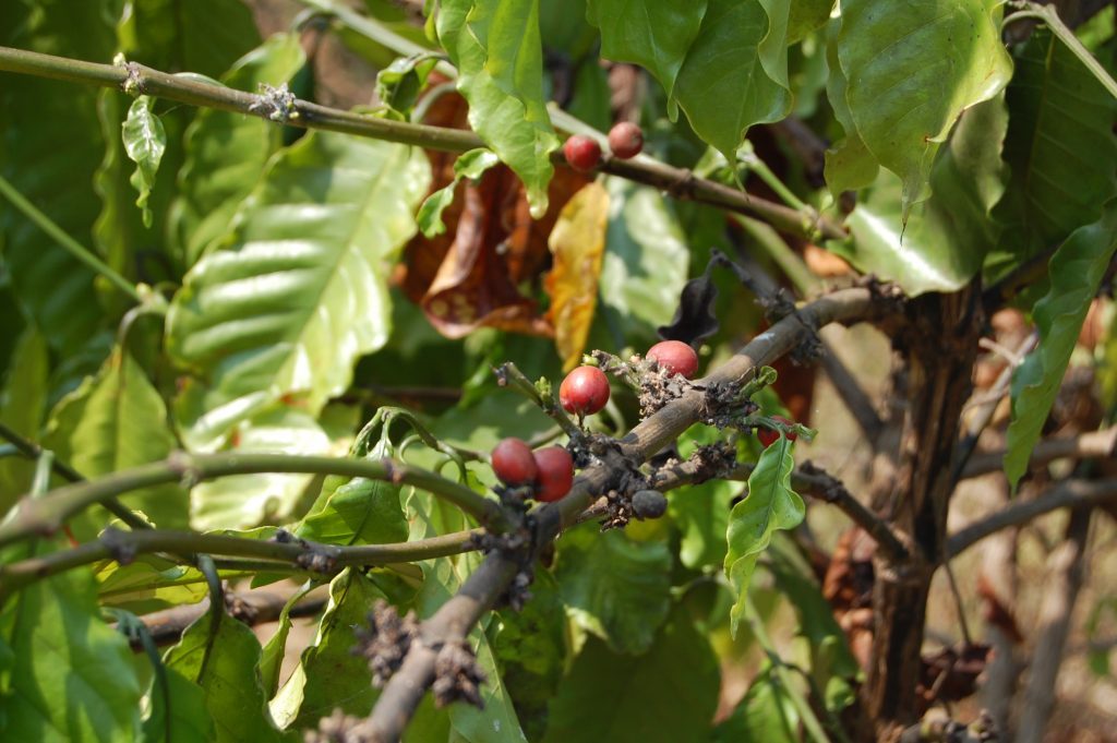 coffee beans pailin cambodia