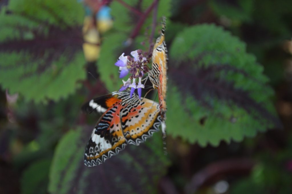 Entopia Penang Butterfly Farm 3