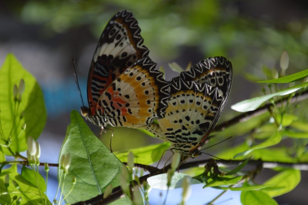 Entopia Penang Butterfly Farm 7