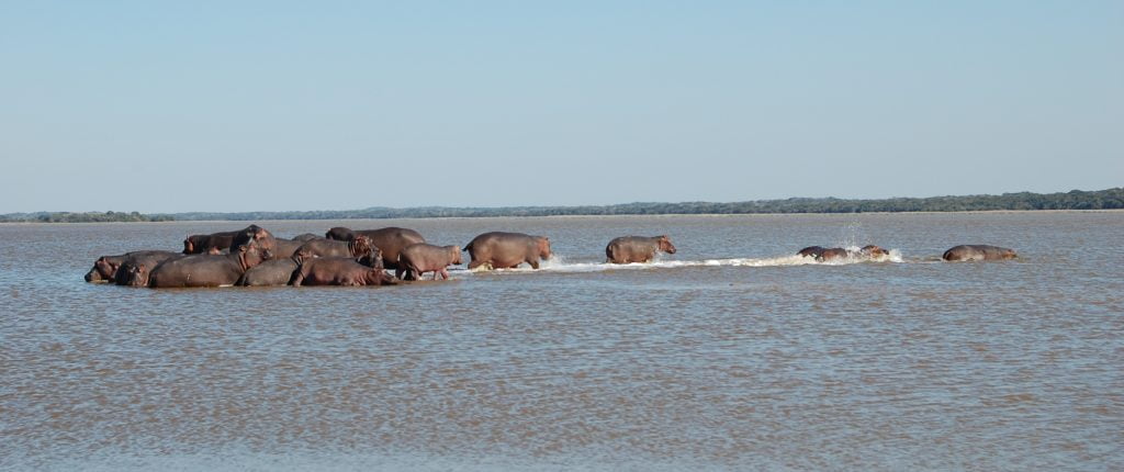 Hippos at Reserva de Maputo