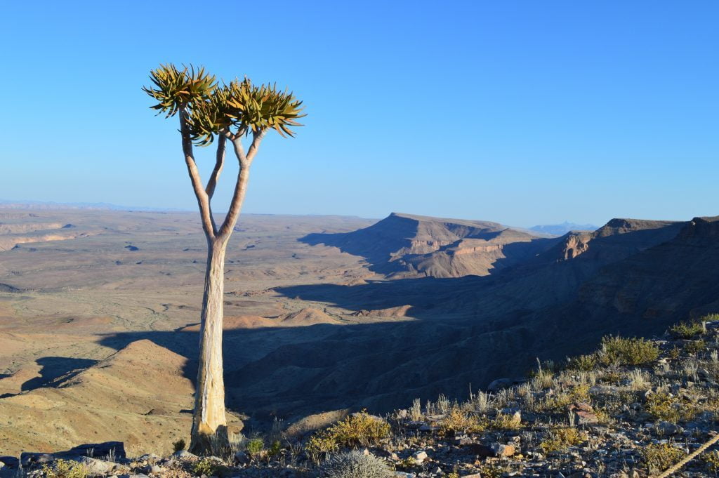 Quiver-Tree-Nambia-adventure-1024x681