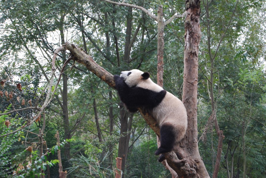 Panda Breeding Center Chengdu China