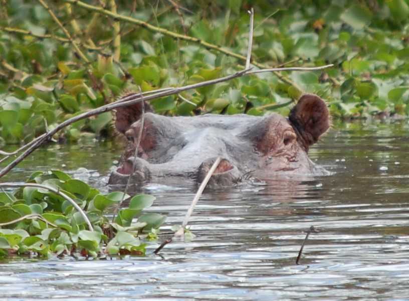 Lake Naivasha Kenya Hippo